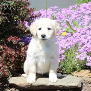 Reba, Goldendoodle Puppy